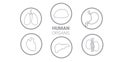 set human internal organs anatomical stomach liver kidneys lungs heart brain icons collection anatomy healthcare medical