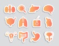 set human internal organs anatomical stomach liver kidneys lungs heart brain kidneys eye muscles icons collection Royalty Free Stock Photo