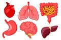 Set of human internal organs on white background