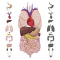 Organs in the human body, a set of icons and silhouettes of internal organs. Vector set illustration. Royalty Free Stock Photo