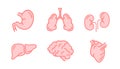 Set of human internal organs like brain, kidneys, lungs, liver, heart and stomach, simple pink medical icons isolated on