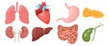 Set of human internal organs. Lungs, heart, liver, kidneys, stomach, pancreas, gallbladder, intestines. Medicine concept.