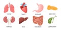 Set of human internal organs. Lungs, heart, liver, kidneys, stomach, pancreas, gallbladder, intestines. Medicine concept.