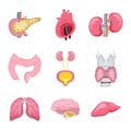 Set of human internal organs. Pancreas, lungs, heart, intestine, thyroid are isolated on white background.