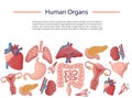 Set of human internal organs for surgeries and transplantation. Royalty Free Stock Photo