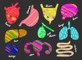 Set of human organs. Anantomy. Heart, liver, lungs, gall bladder, uterus, intestines, stomach, kidneys, brain