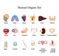 A set of human organs. Brain, Heart, Lungs, Spine, Liver, Skin, Stomach, Colon, Kidney, Bladder, Thyroid, Mouth, Eye Royalty Free Stock Photo