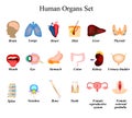 A set of human organs. Brain, Heart, Lungs, Spine, Liver, Skin, Stomach, Colon, Kidney, Bladder, Thyroid, Mouth, Eye