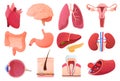 Set of human organs. Internal organs, heart, brain, lungs, uterus, liver, stomach. Eye, skin, tooth, blood.