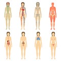 Set of human organs and systems of the body