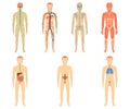 Set of human organs and systems Royalty Free Stock Photo