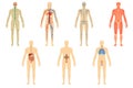 Set of human organs and systems Royalty Free Stock Photo