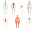 Set of human organs and systems Royalty Free Stock Photo