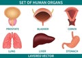 Set of human organs vector illustration isolated on white background. Hand drawn prostate, bladder, cervix, lung, liver