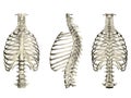 Set with human ribcage and spine. 3D. Front, side and rear view. Vector illustration Royalty Free Stock Photo