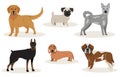 Set of hunting dogs breeds vector illustration. Dogs breeding collection isolated on white background, great dane and Royalty Free Stock Photo