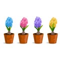 Set hyacinth flower in a pot