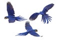 Set of Hyacinth macaw flying isolated on a white background. Royalty Free Stock Photo