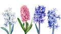 Set hyacinths flowers on a white background, watercolor illustration, flora design, botanical painting Royalty Free Stock Photo