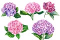 Set of hydrangea flowers, isolated white background. Watercolor botanical illustration Royalty Free Stock Photo