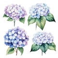 set of hydrangea flowers. realistic blue hydrangea illustration Royalty Free Stock Photo