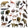 Set of hyenas and other African animals