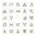 Set of icons of internal human organs in a glyph style isolated