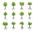 A set of Icons showing Trees with green leaves and roots. Illustration with vector outline. Plants in the garden. Bio elements. Royalty Free Stock Photo