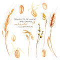 Set, illustration collection with watercolor wheat spikelets, wheat grains and dry flowers