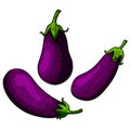 Set of Illustration of eggplant in engraving style. Design element for poster, card, banner, menu. Royalty Free Stock Photo