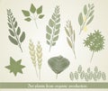 Set illustration of plants, vector