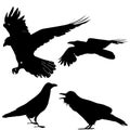 Set illustration of ravens silhouette on white background Royalty Free Stock Photo