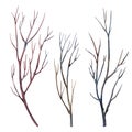 Set with illustration of tree branches isolated on a white background drawn in watercolor by hand. For printing design Royalty Free Stock Photo