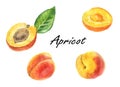 Set of illustrations with apricot.