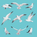 Set illustrations of atlantic seagulls in cartoon style. Pictures of birds in different poses