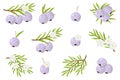 Set of illustrations with Austromyrtus exotic fruits, flowers and leaves isolated on a white background