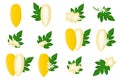 Set of illustrations with Babaco exotic fruits, flowers and leaves isolated on a white background