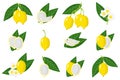 Set of illustrations with Bacupari exotic fruits, flowers and leaves isolated on a white background