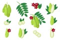 Set of illustrations with Bilimbi exotic fruits, flowers and leaves isolated on a white background Royalty Free Stock Photo