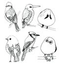 Set of illustrations of birds in graphics