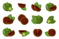 Set of illustrations with Black sapote exotic fruits, flowers and leaves isolated on a white background