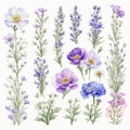 set of illustrations of blue primroses and blue lavender and wild sage and delphinium flowers
