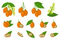 Set of illustrations with Bunchosia exotic fruits, flowers and leaves isolated on a white background