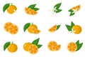 Set of illustrations with calamondin exotic citrus fruits, flowers and leaves isolated on a white background