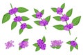 Set of illustrations with Callicarpa exotic fruits, flowers and leaves isolated on a white background