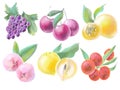 set of illustrations colored elements for packaging design beauty and cosmetics different berries and fruits watercolor delicate