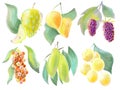 set of illustrations colored elements for packaging and logo design natural style different berries and fruits watercolor delicate