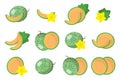 Set of illustrations with Cucumis melo exotic fruits, flowers and leaves isolated on a white background Royalty Free Stock Photo