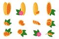 Set of illustrations with Curuba exotic fruits, flowers and leaves isolated on a white background