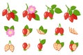 Set of illustrations with dogrose exotic fruits, flowers and leaves isolated on a white background